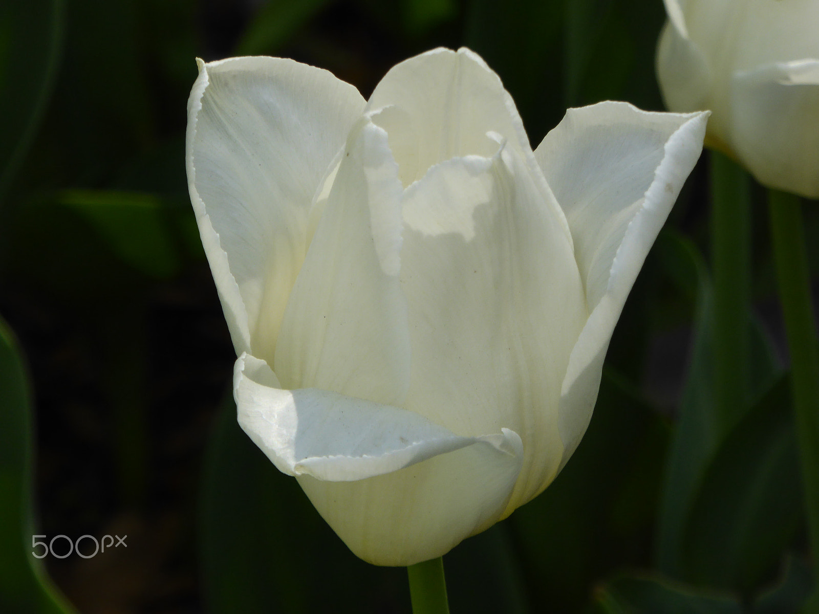 Panasonic Lumix DMC-ZS40 (Lumix DMC-TZ60) sample photo. May. tulips in moscow photography