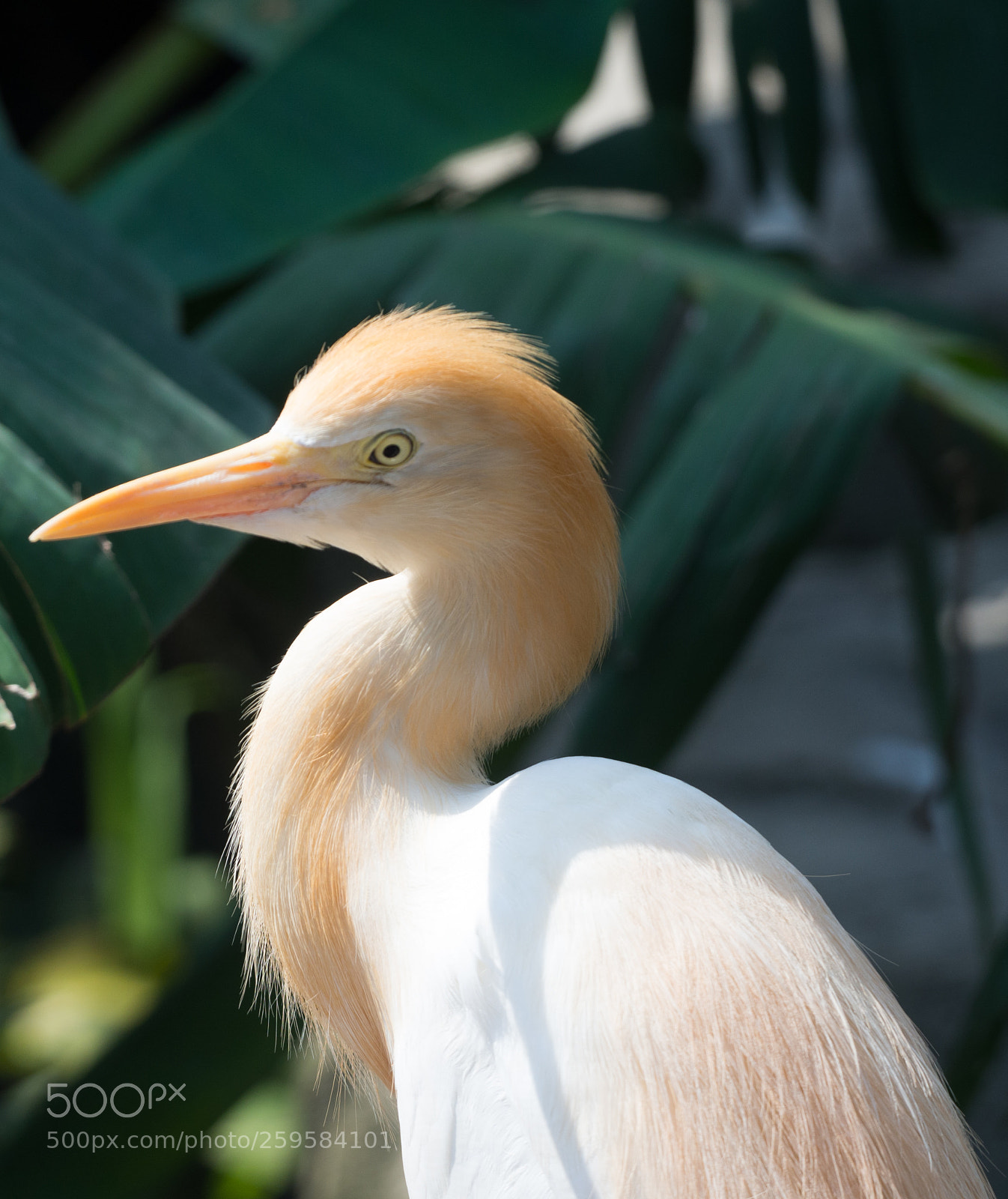 Olympus OM-D E-M10 sample photo. Bird in kuala lumpur photography