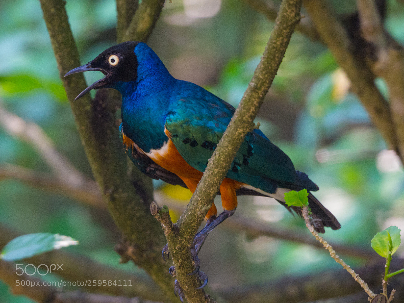 Olympus OM-D E-M10 sample photo. Blue bird in malaysia photography
