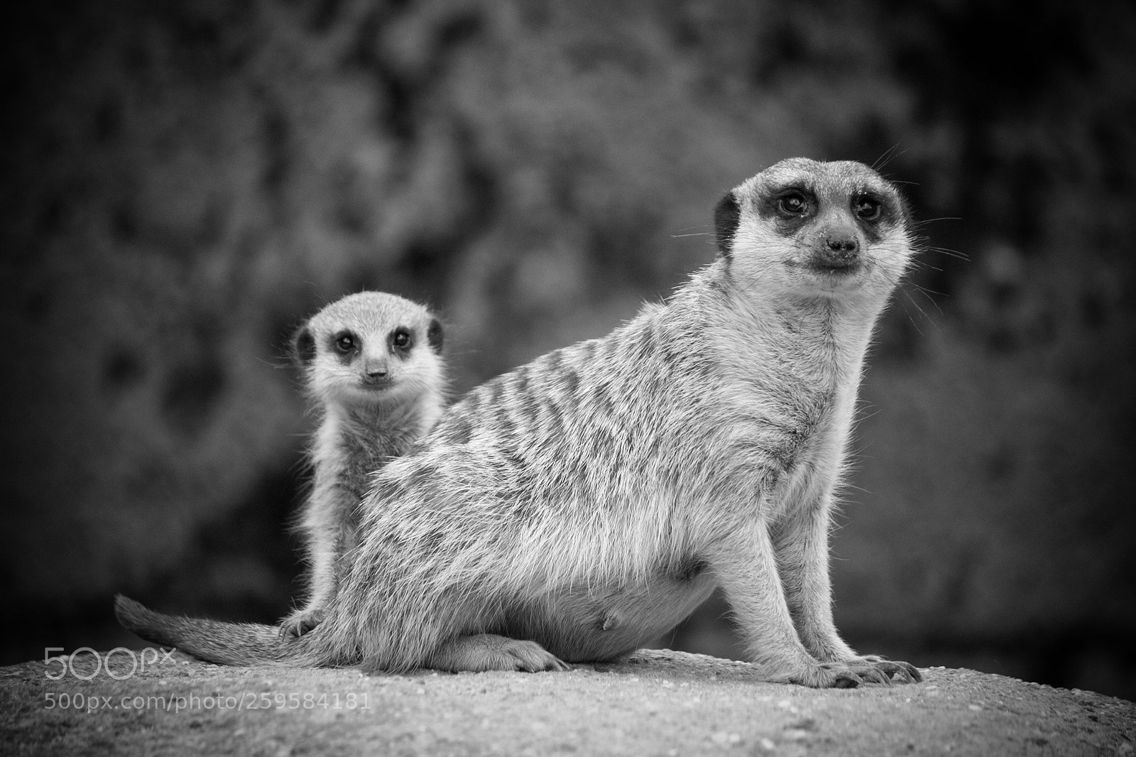 Canon EOS 70D sample photo. The young meerkat photography
