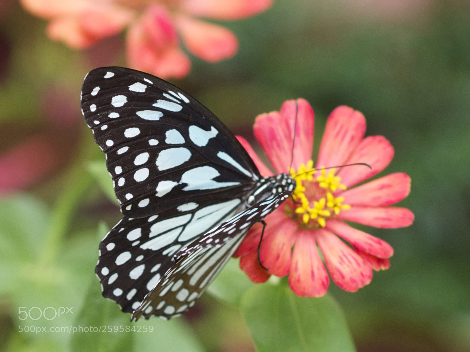 Olympus OM-D E-M5 sample photo. Butterfly photography
