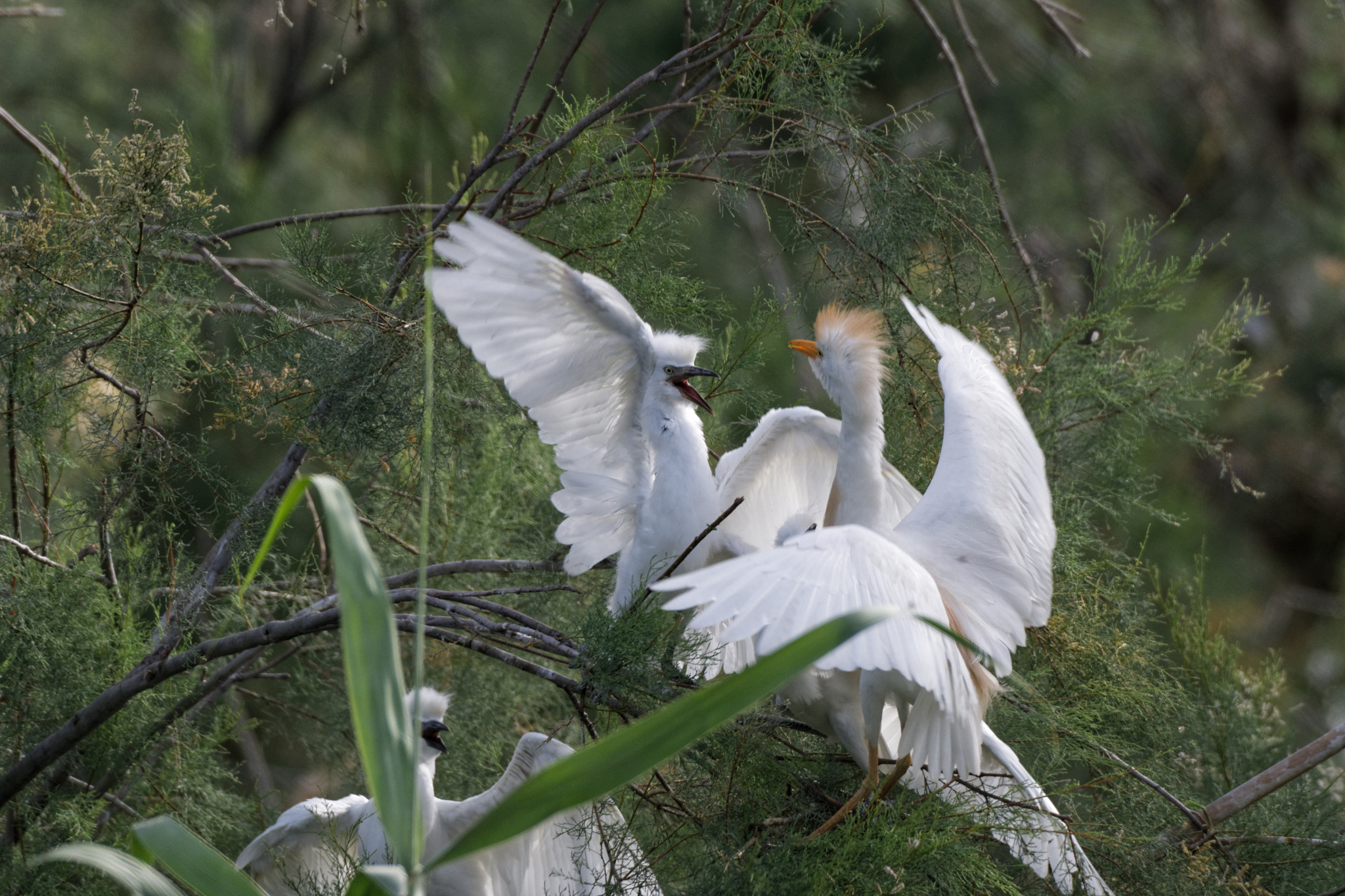 Nikon AF-S Nikkor 200-500mm F5.6E ED VR sample photo. Cattle egret #1 photography