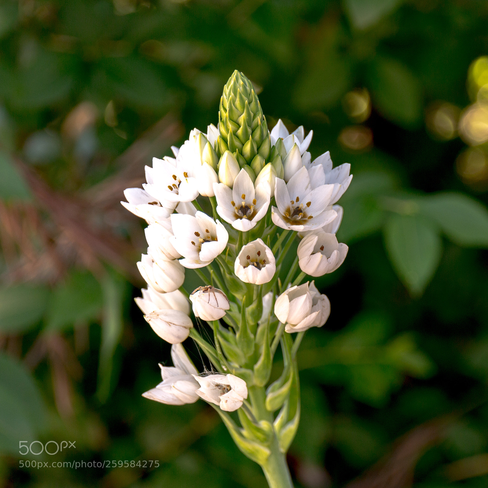 Canon EOS 70D sample photo. Spring flower photography