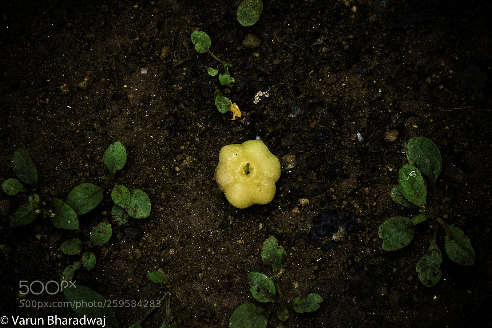 Canon EOS 70D sample photo. Gooseberry photography