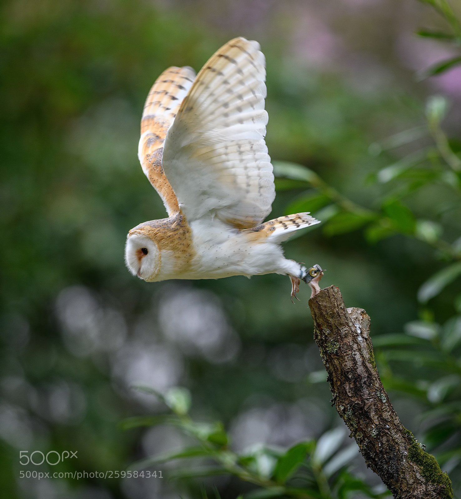 Nikon D850 sample photo. Barn owl launching photography