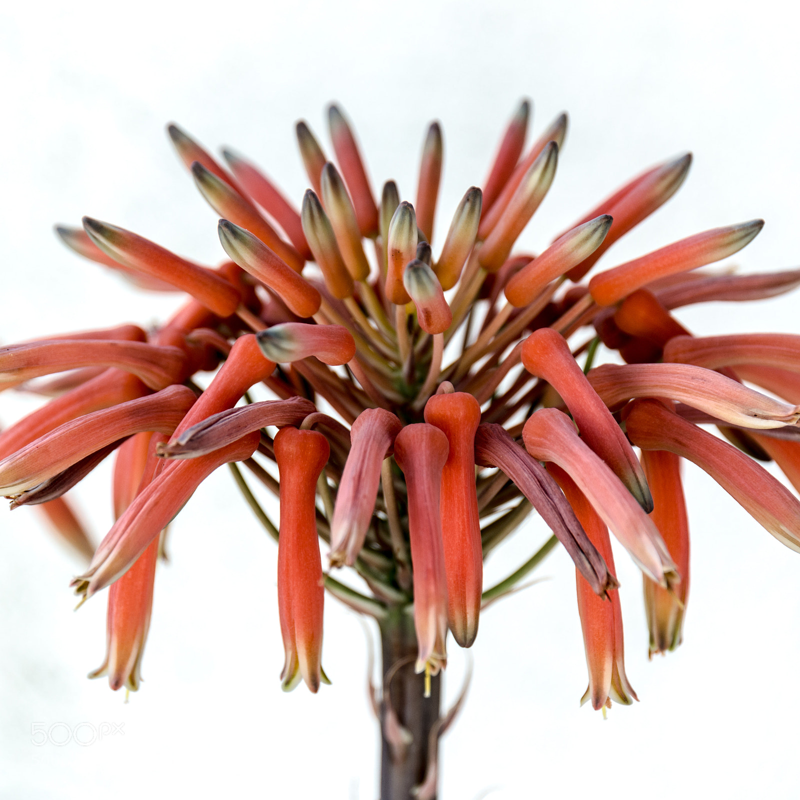 Canon EOS 70D sample photo. Spring flower photography