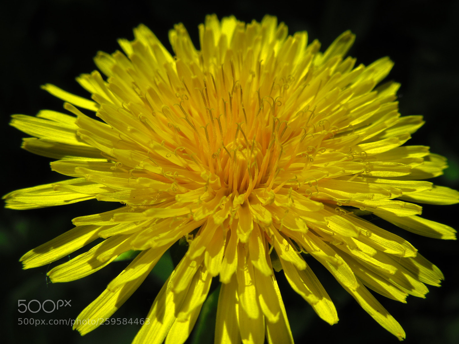Canon PowerShot SX610 HS sample photo. Dandelion macro photography