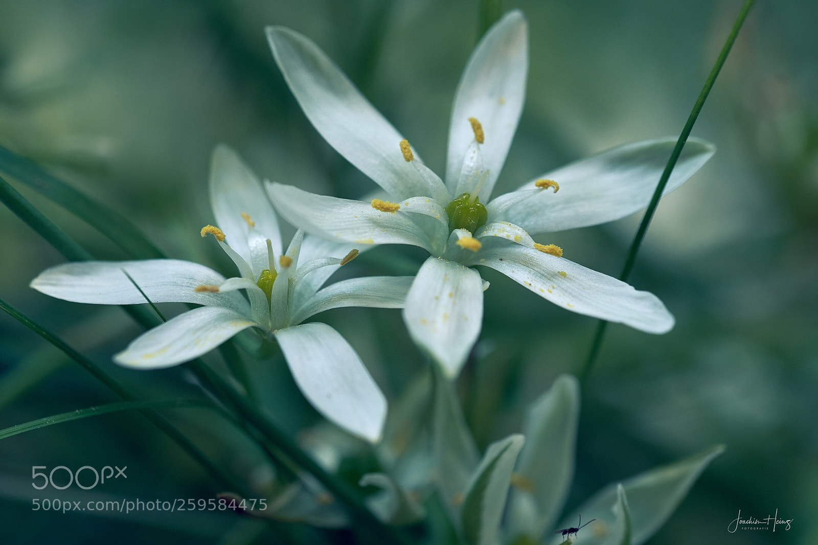 Fujifilm X-T2 sample photo. The visitor  photography