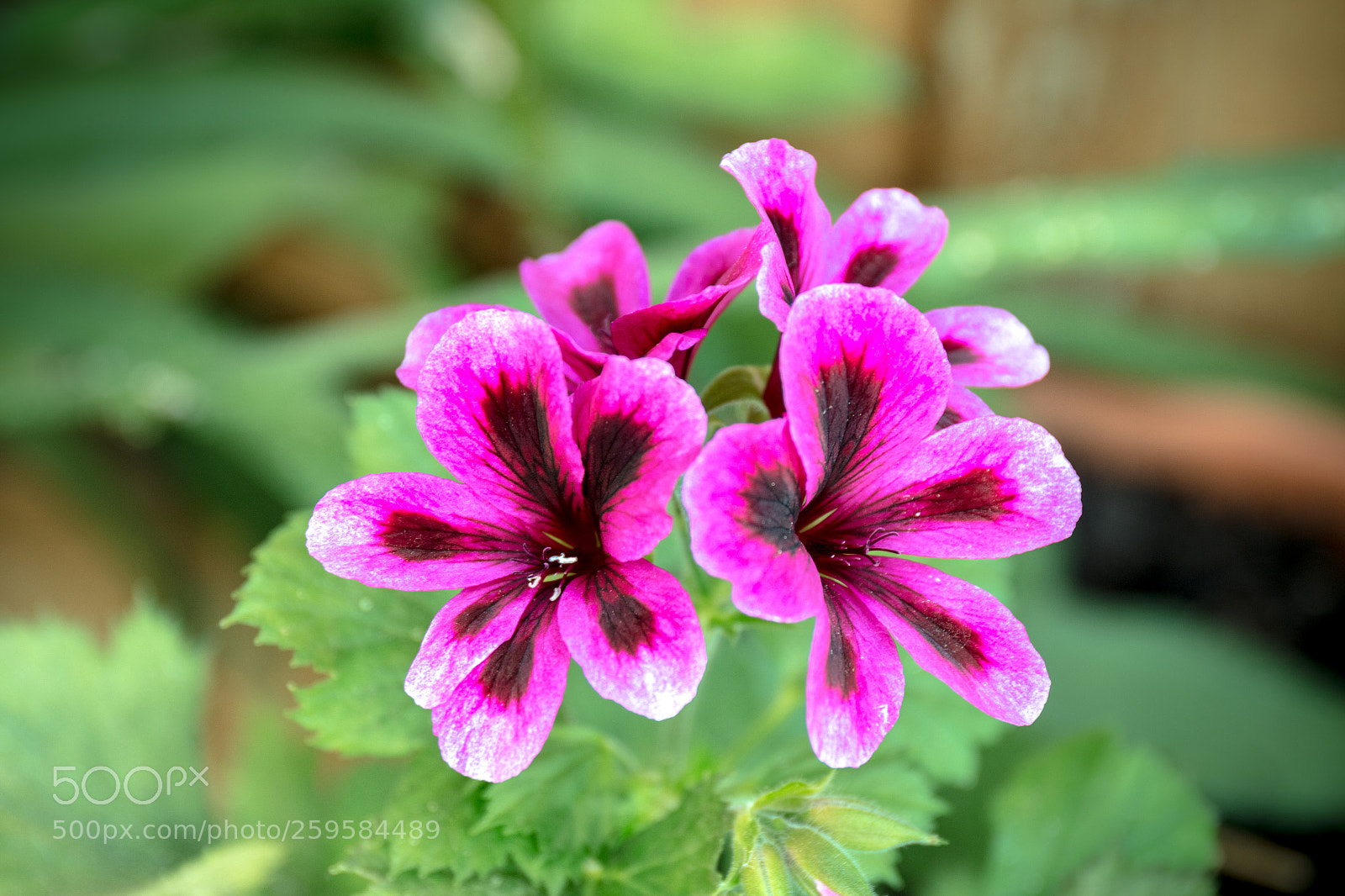 Canon EOS 70D sample photo. Spring flower photography
