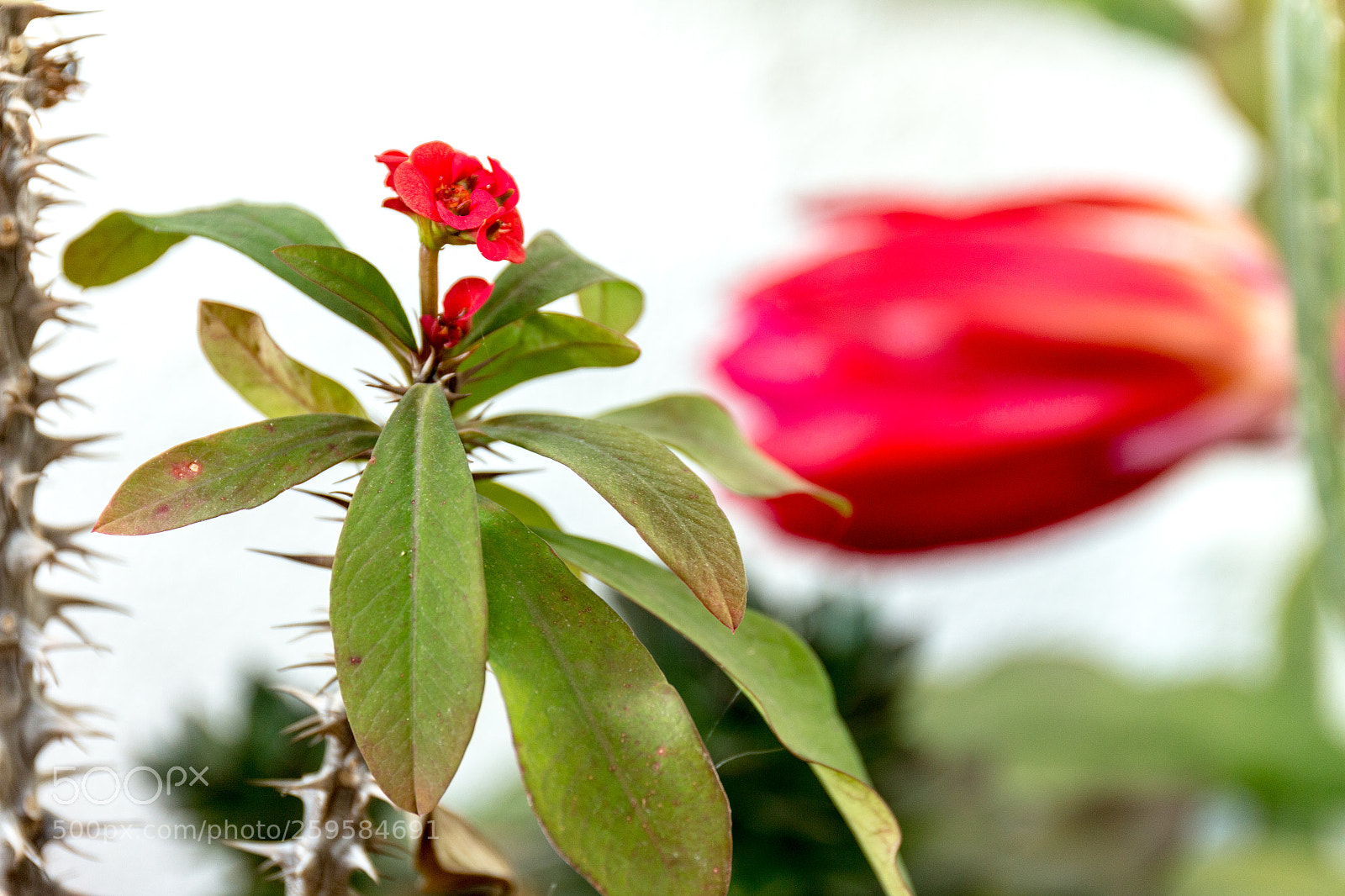 Canon EOS 70D sample photo. Spring flower photography