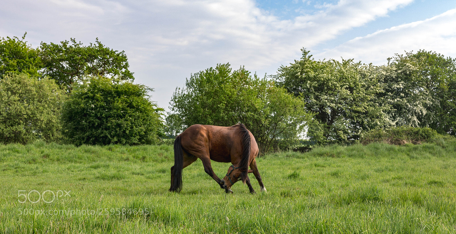 Canon EOS 60D sample photo. Horse photography