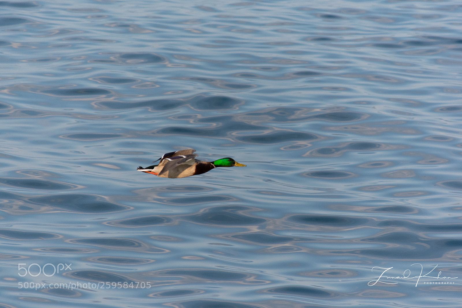 Nikon D3400 sample photo. Mallard in flight  photography