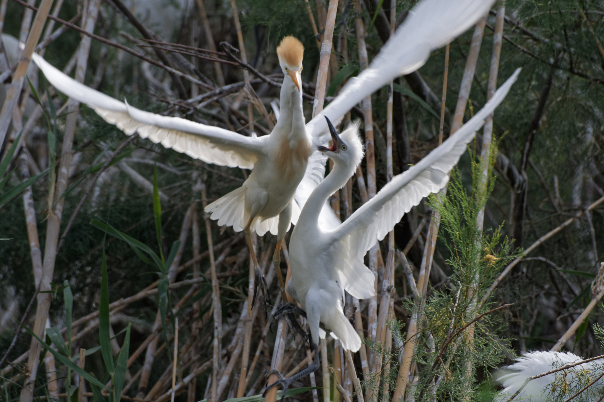 Nikon AF-S Nikkor 200-500mm F5.6E ED VR sample photo. Cattle egret #2 photography
