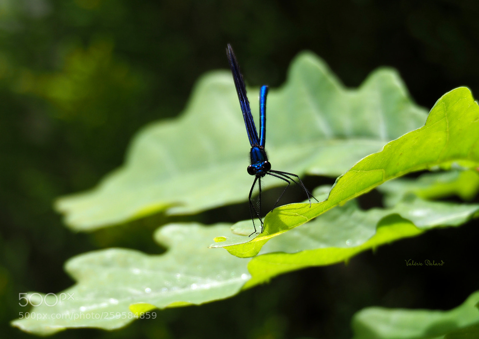 Olympus OM-D E-M1 Mark II sample photo. Demoiselle photography