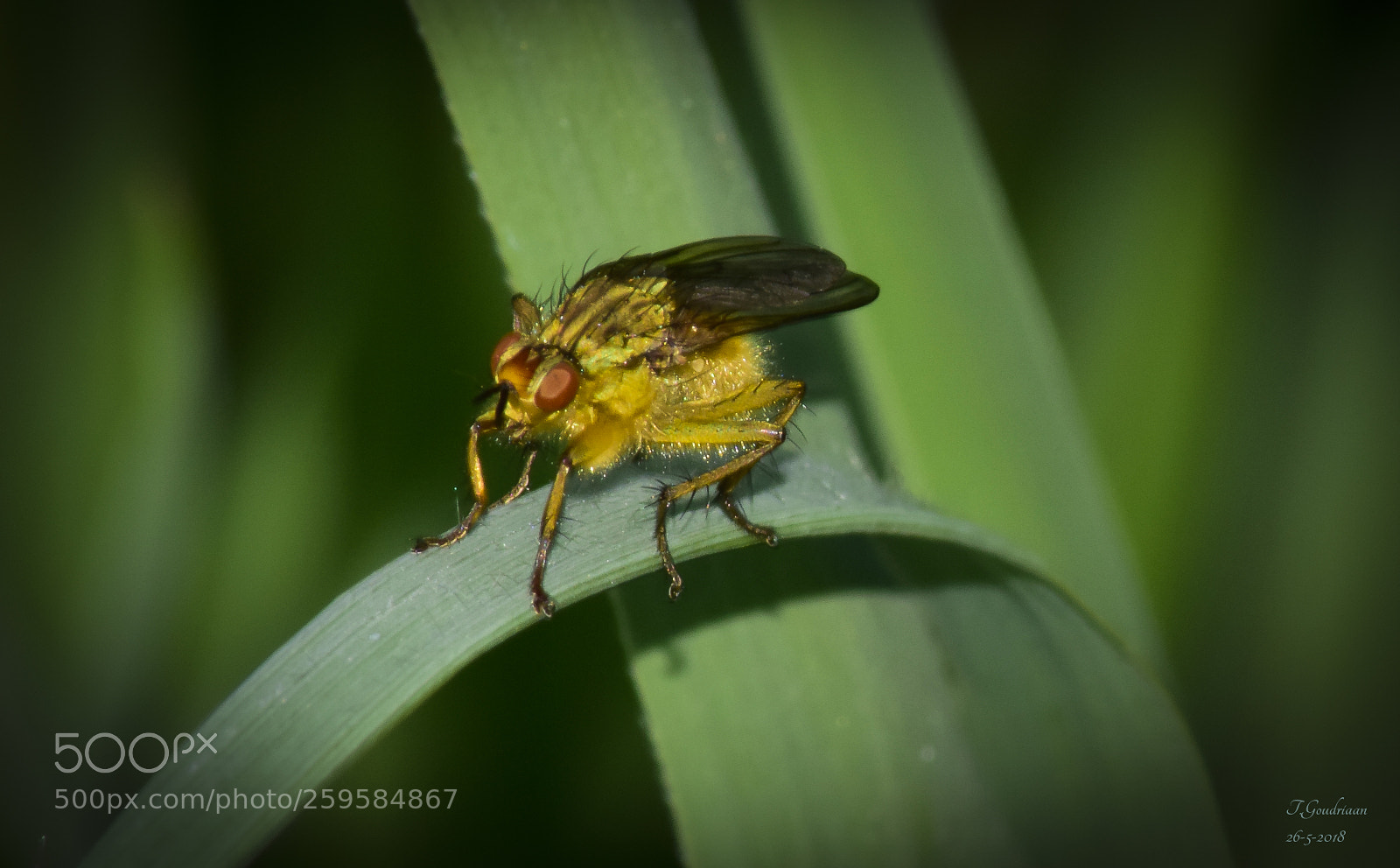 Nikon D5300 sample photo. Baby fly photography