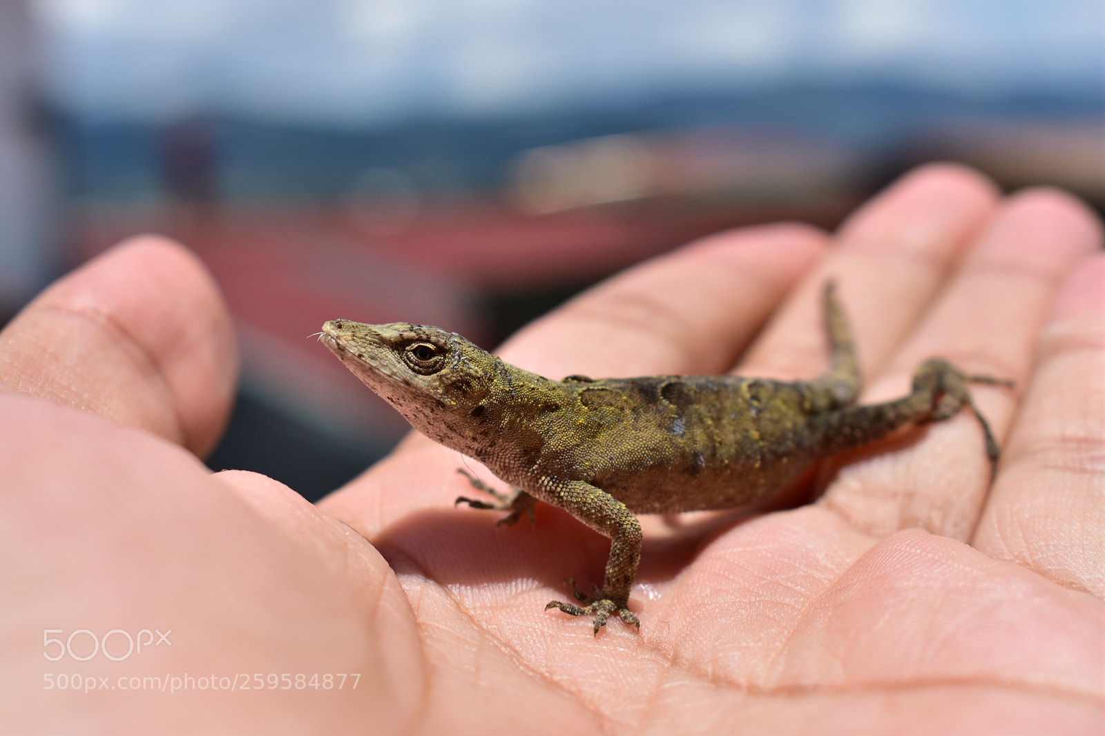 Nikon D3400 sample photo. Little creature photography