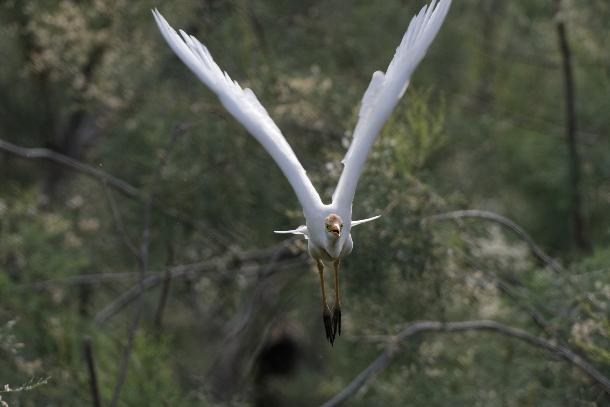 Nikon AF-S Nikkor 200-500mm F5.6E ED VR sample photo. Cattle egret #3 photography