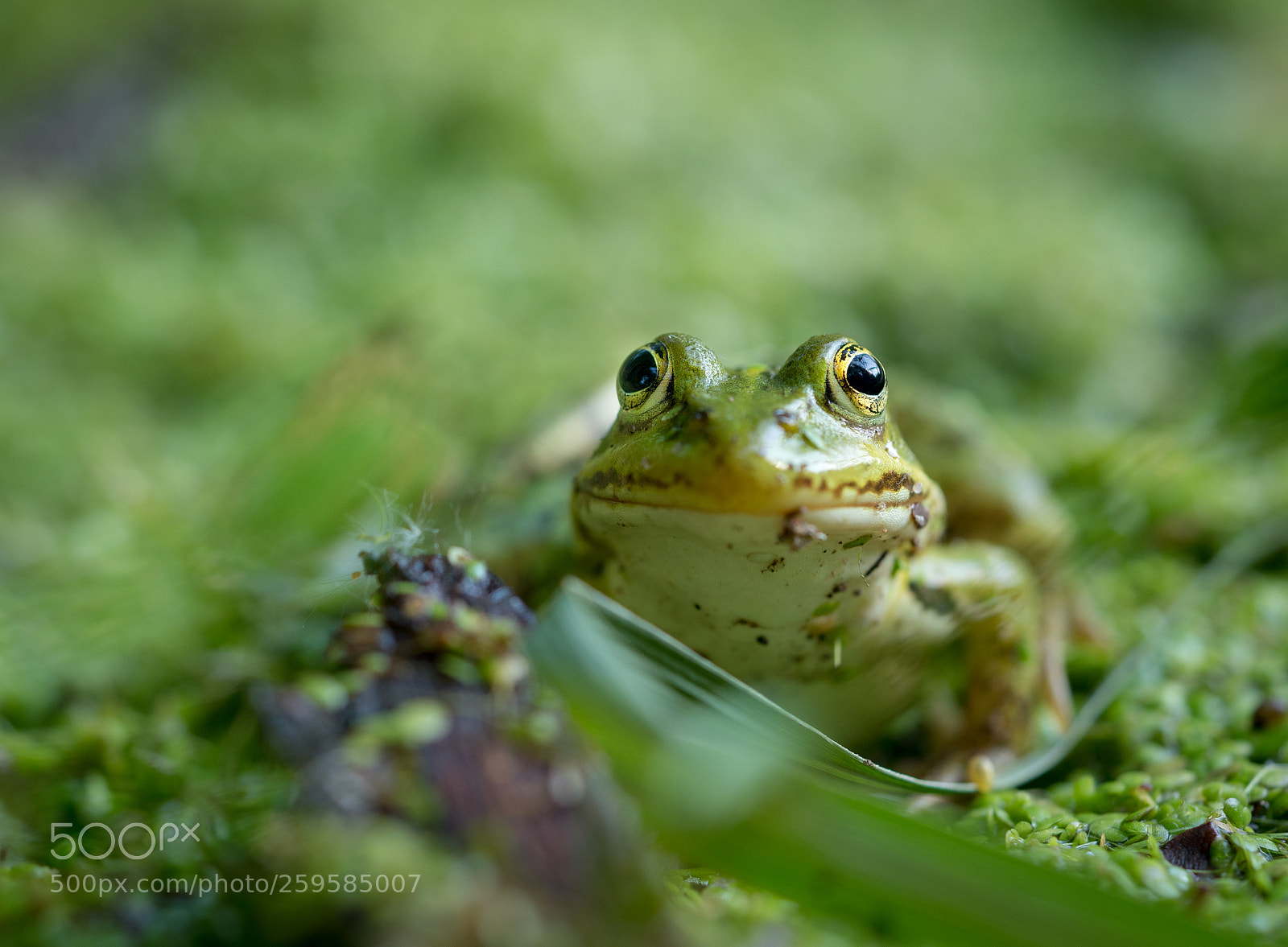 Sony a7R II sample photo. It's a hard frog photography