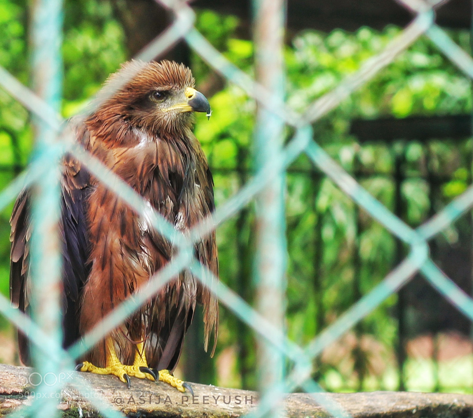 Canon EOS 600D (Rebel EOS T3i / EOS Kiss X5) sample photo. Wise and clever photography