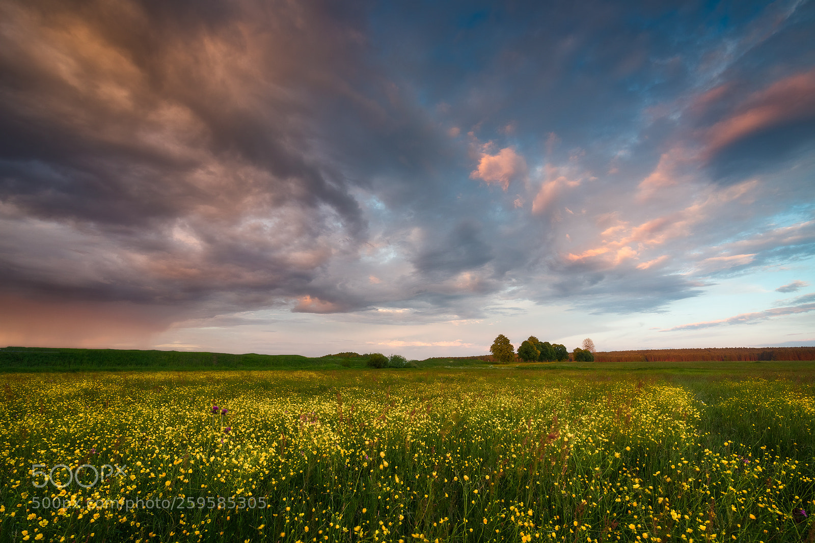 Canon EOS 5D Mark IV sample photo. Buttercups... photography
