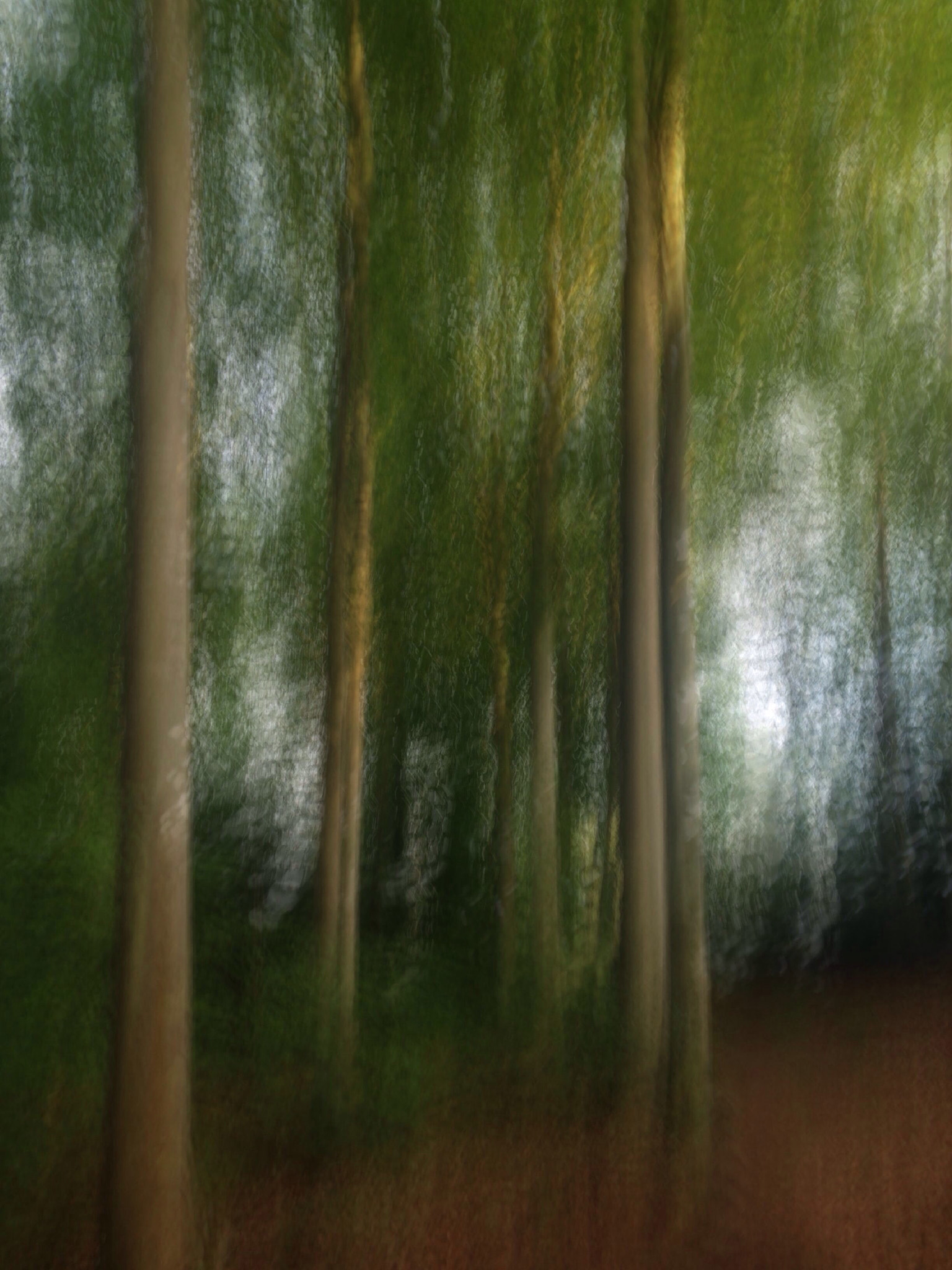Apple iPhone 5c sample photo. Beeches in nordic night photography