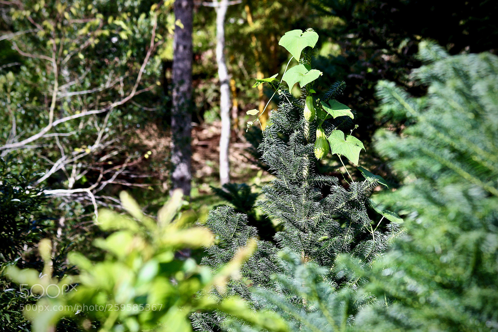 Canon EOS 700D (EOS Rebel T5i / EOS Kiss X7i) sample photo. Chuchu on a pine photography