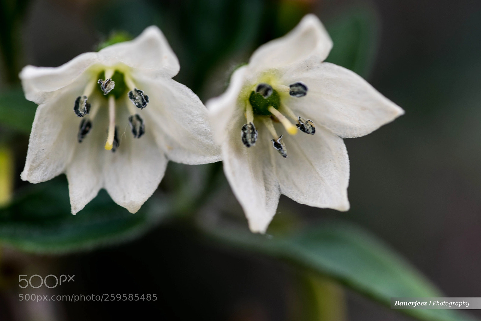 Nikon D810 sample photo. Chili pepper flower photography