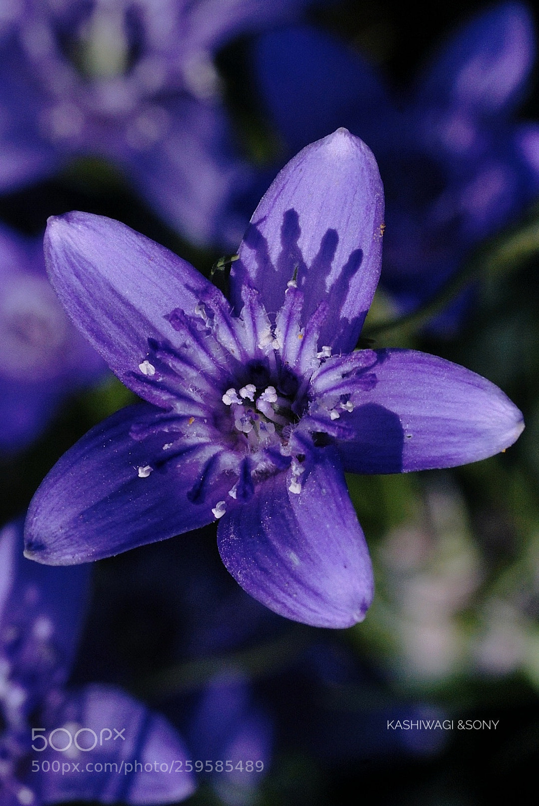 Sony a7 II sample photo. Sexual violet no.1 photography