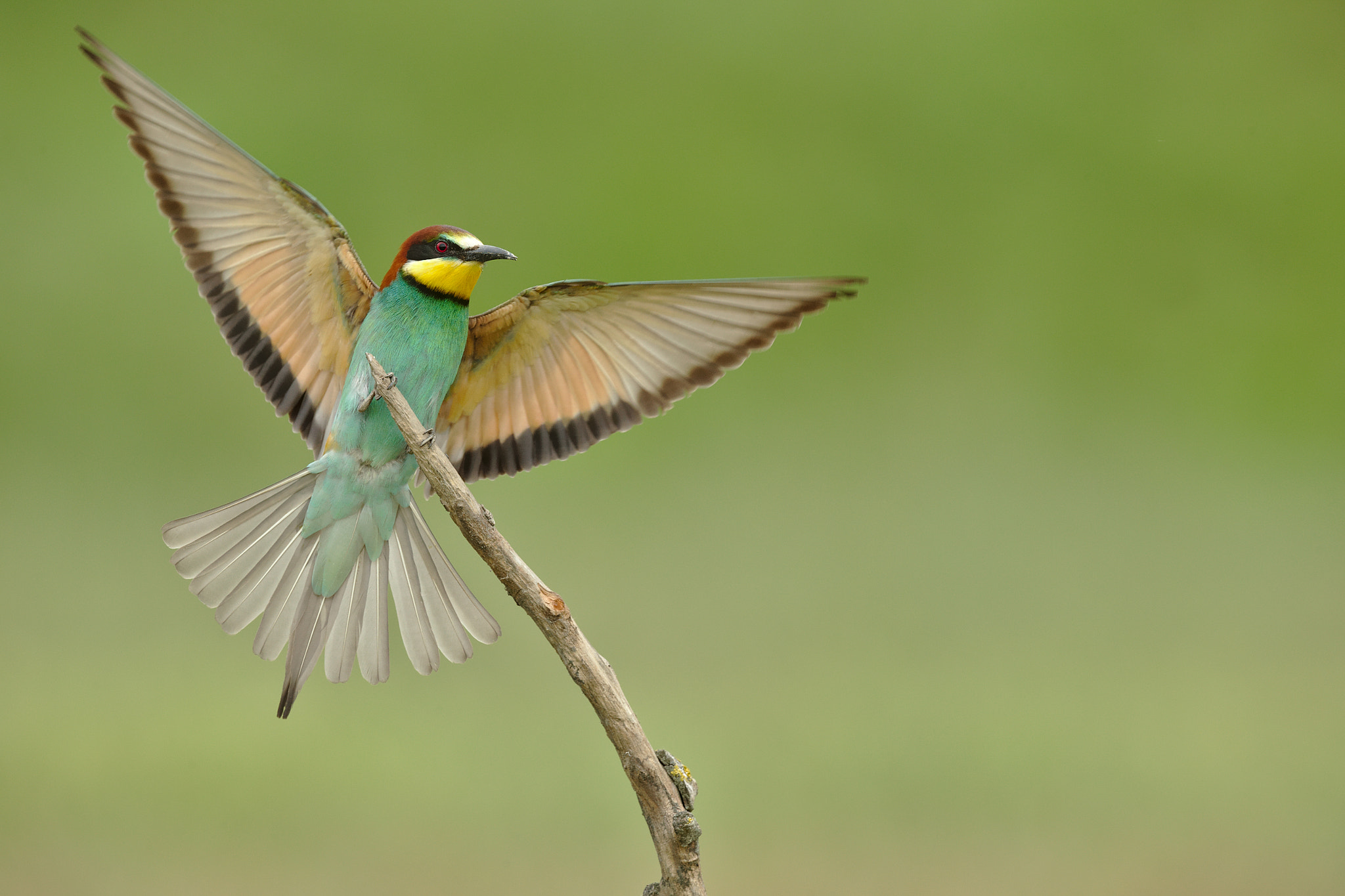 Canon EOS-1D X + Canon EF 300mm F2.8L IS II USM sample photo. Guepier d'europe photography