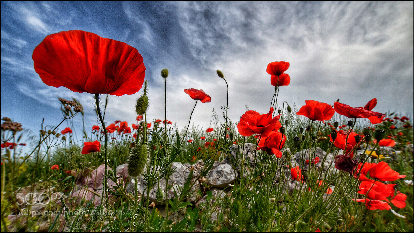 Nikon D5100 sample photo. Poppies photography