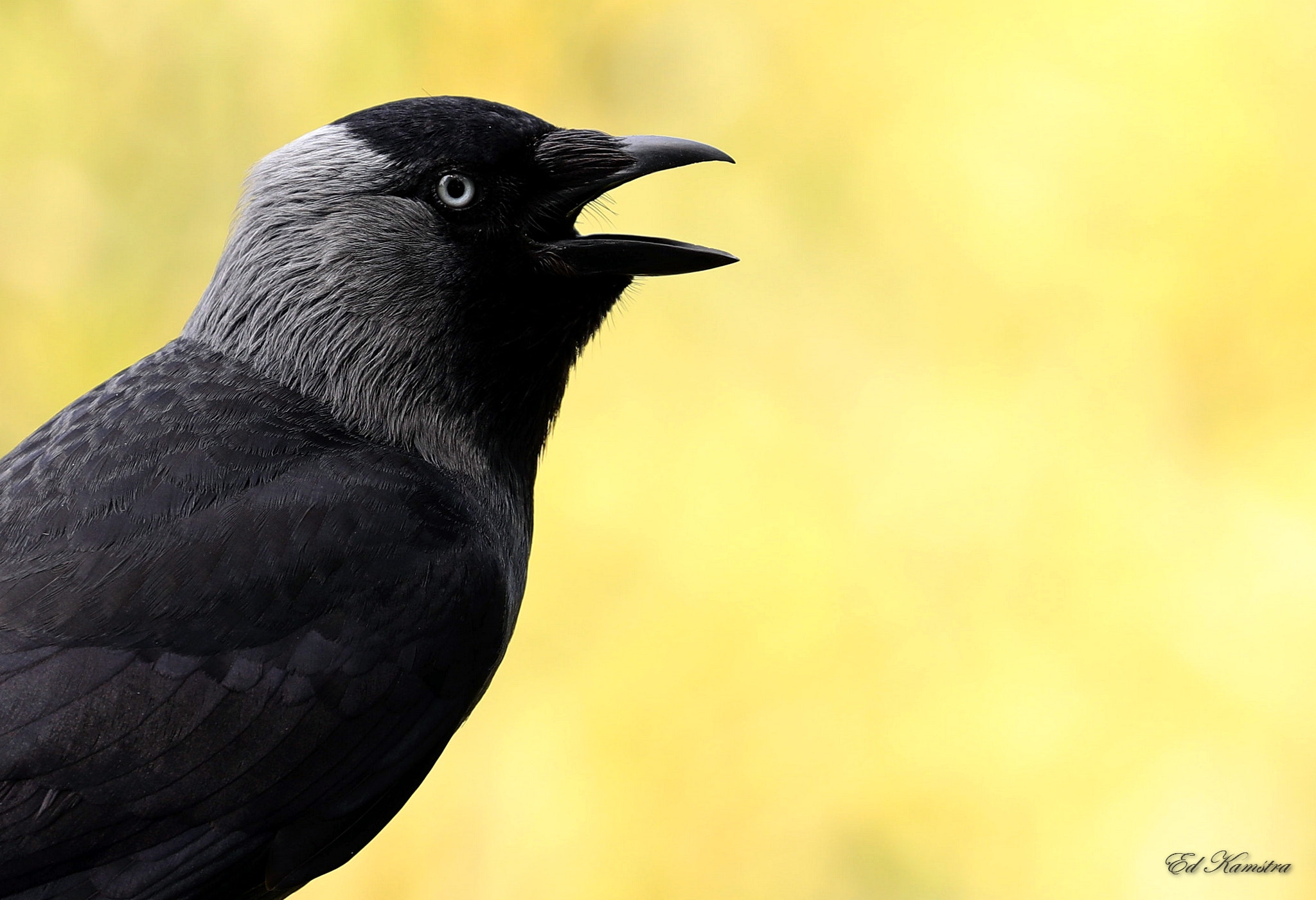 Canon EOS 5D Mark IV sample photo. Jackdaw photography