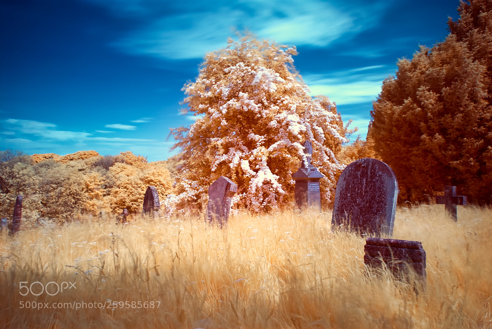 Nikon D200 sample photo. Graveyard infared 590nm photography