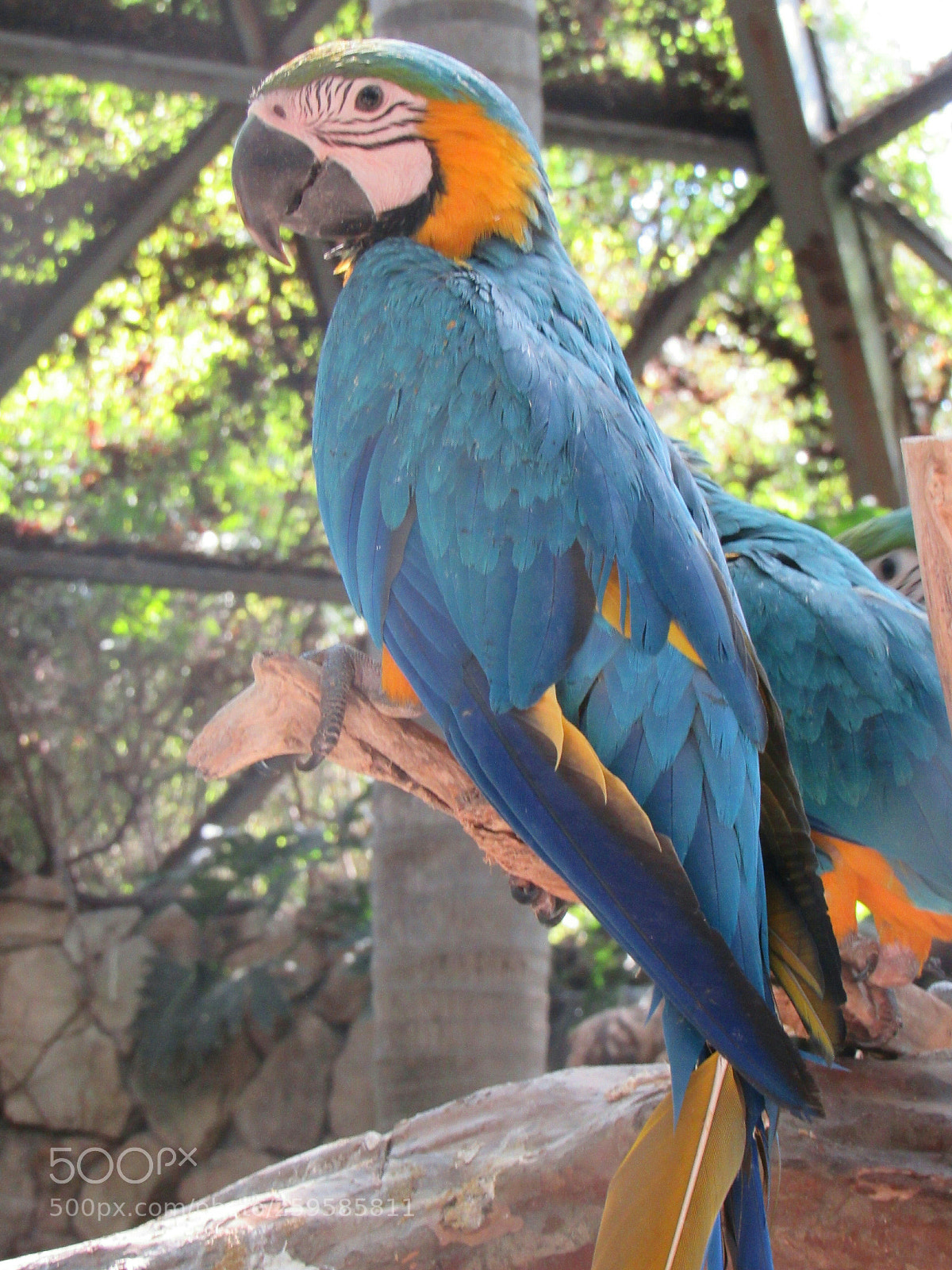 Canon PowerShot SX530 HS sample photo. Blue photography