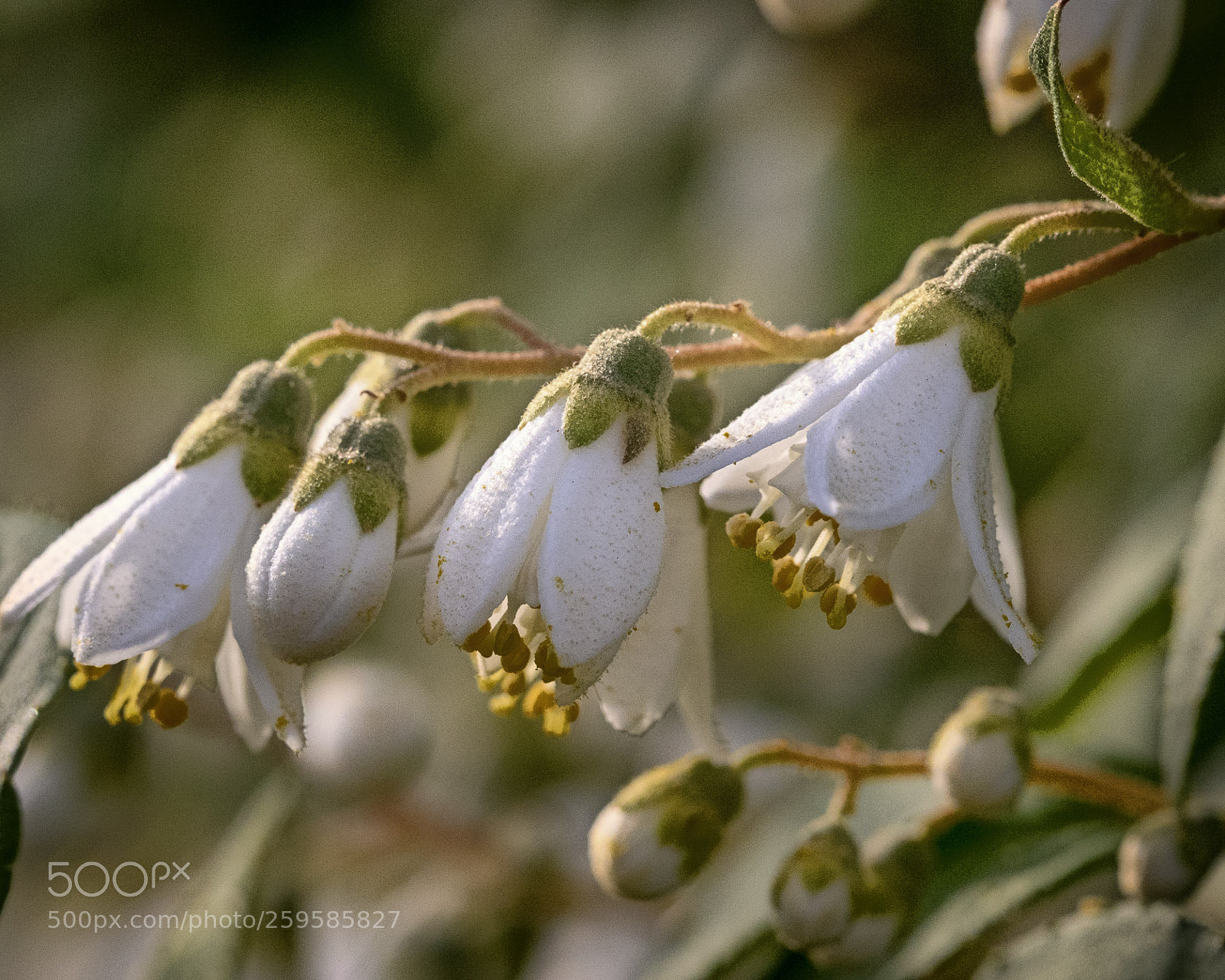 Canon EOS 7D Mark II sample photo. Spring photography