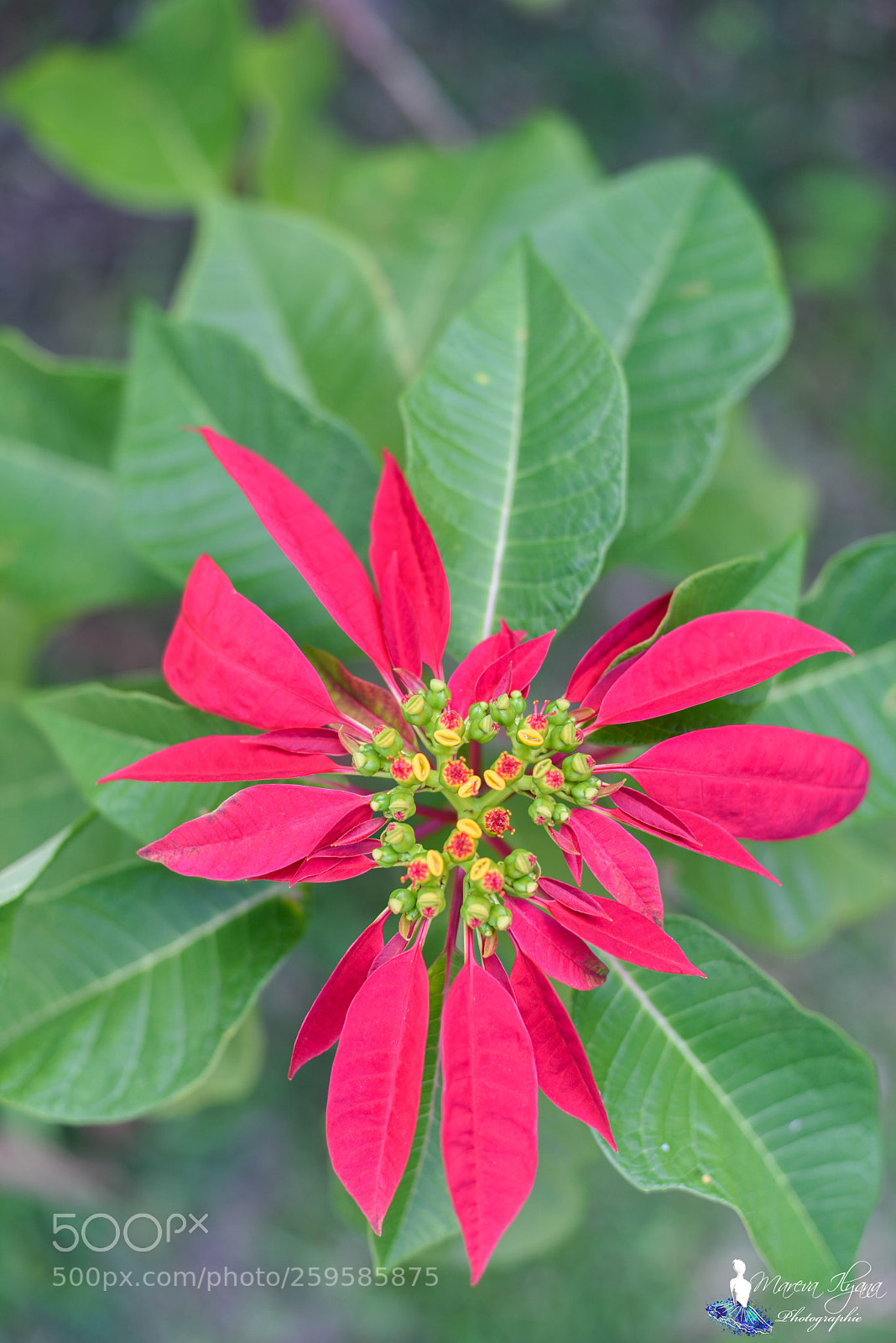Nikon D810 sample photo. Fleur - salazie photography