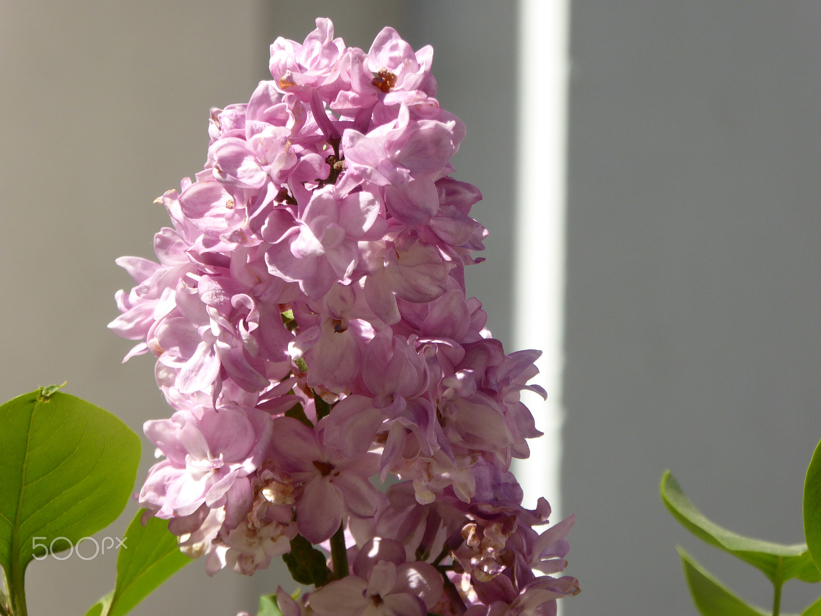 Panasonic Lumix DMC-ZS40 (Lumix DMC-TZ60) sample photo. Lovely lilac in moscow photography