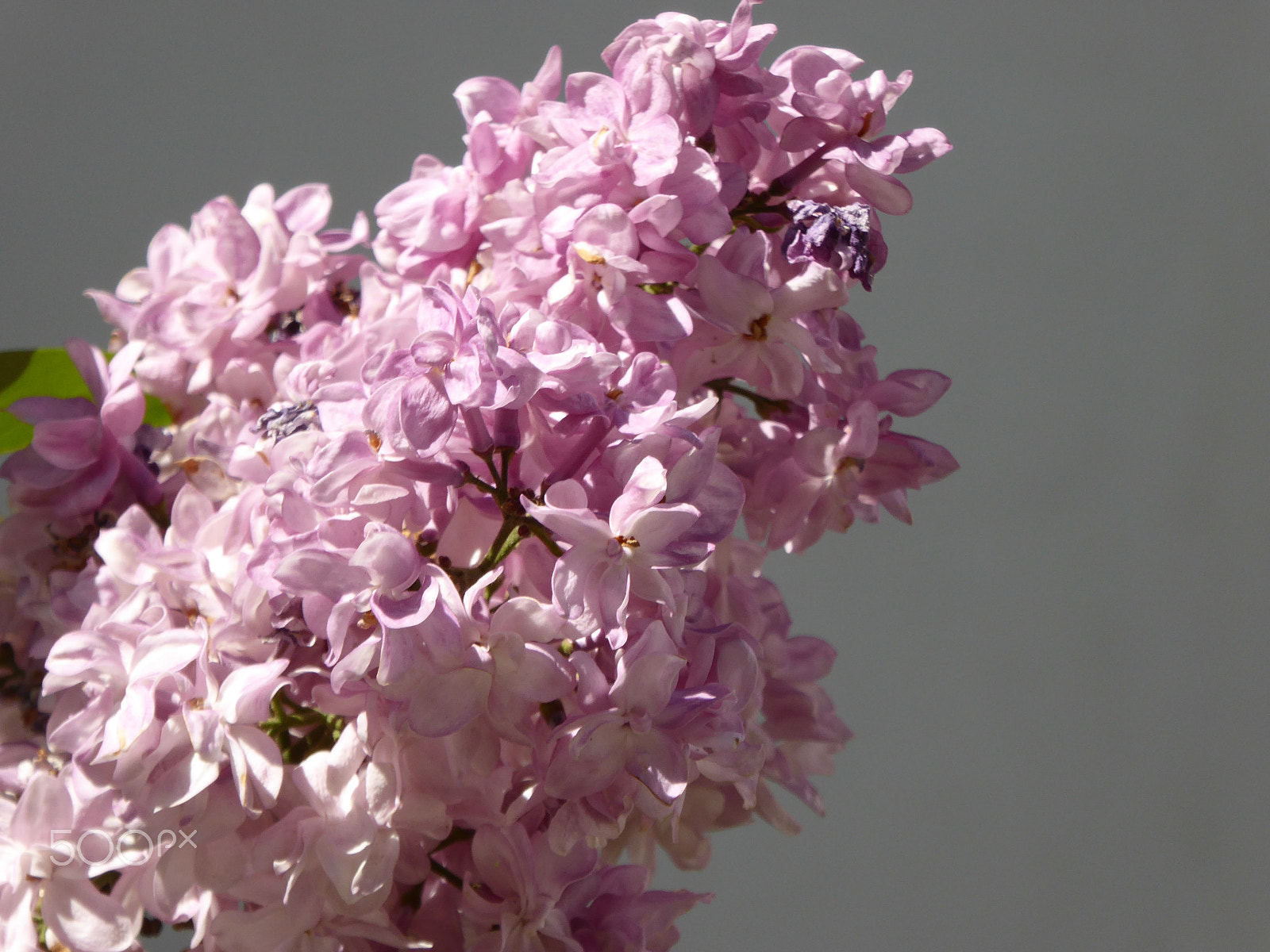 Panasonic Lumix DMC-ZS40 (Lumix DMC-TZ60) sample photo. Lovely lilac in moscow photography