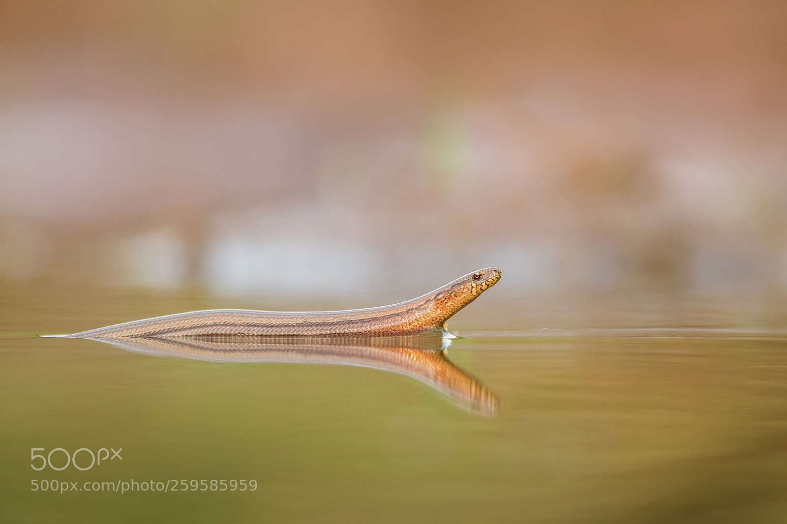 Nikon D500 sample photo. Slow worm photography