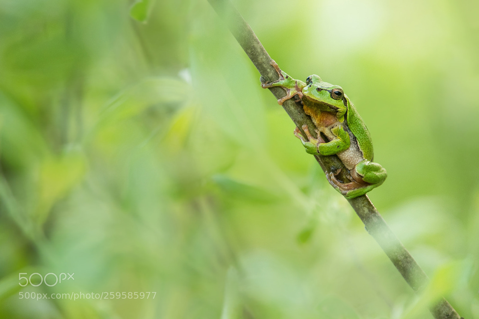 Nikon D500 sample photo. European tree frog photography