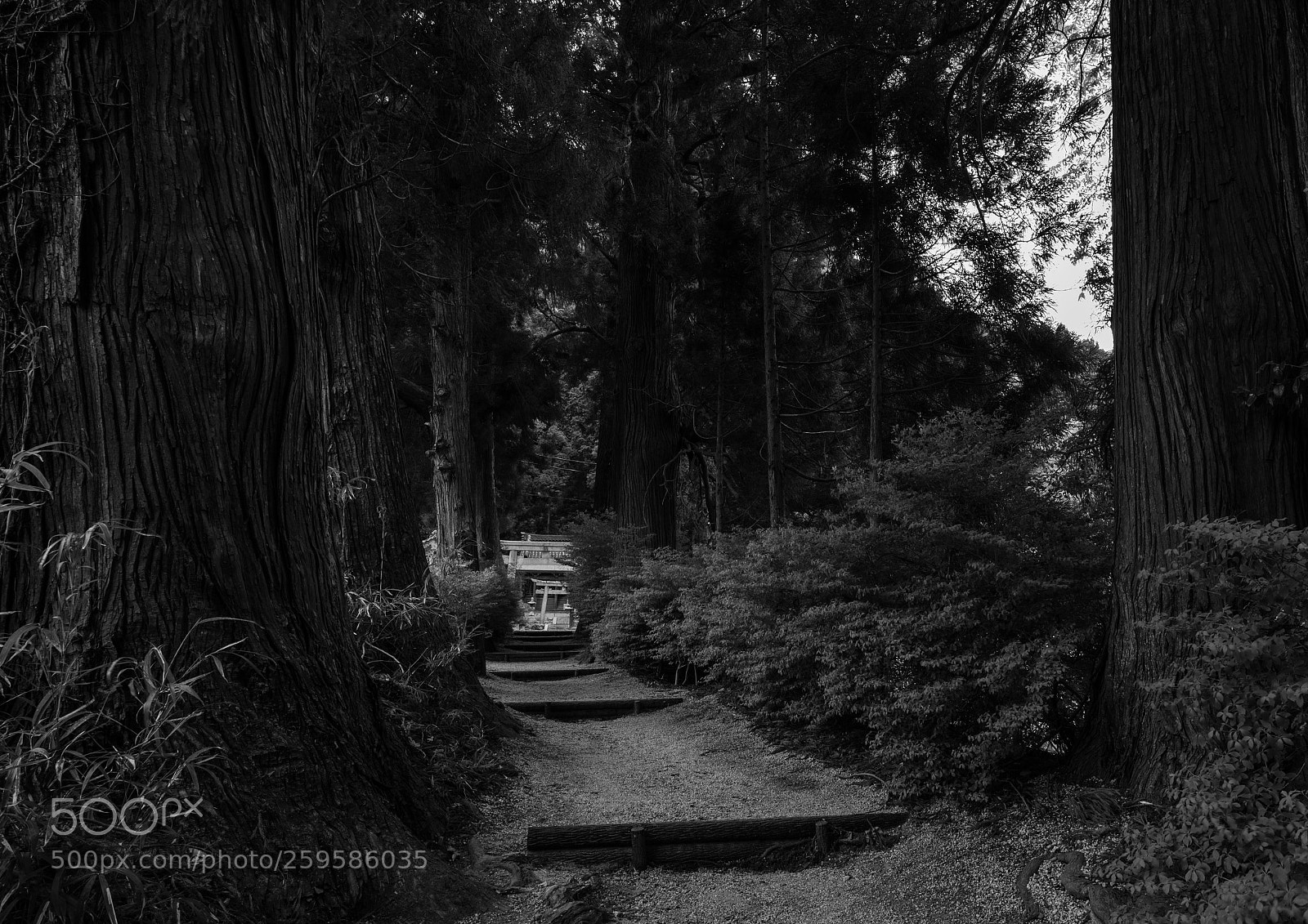 Canon EOS M3 sample photo. Forest of the wind photography