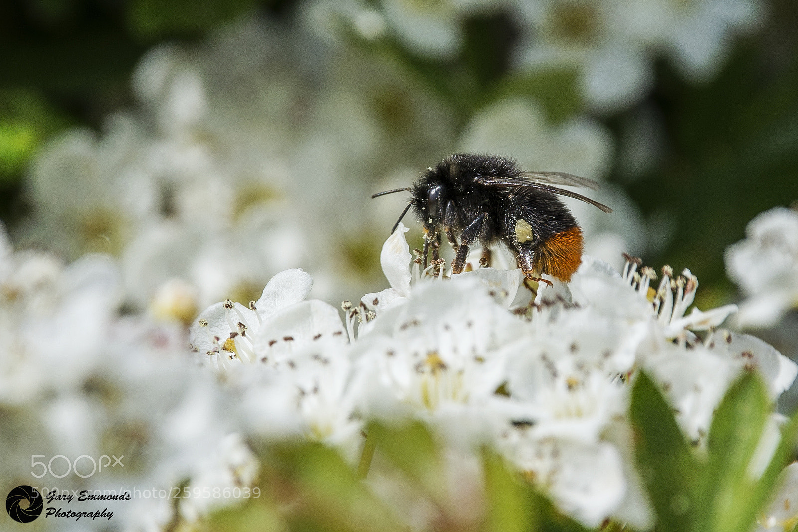 Nikon D800 sample photo. Red-tailed black bumblebee photography
