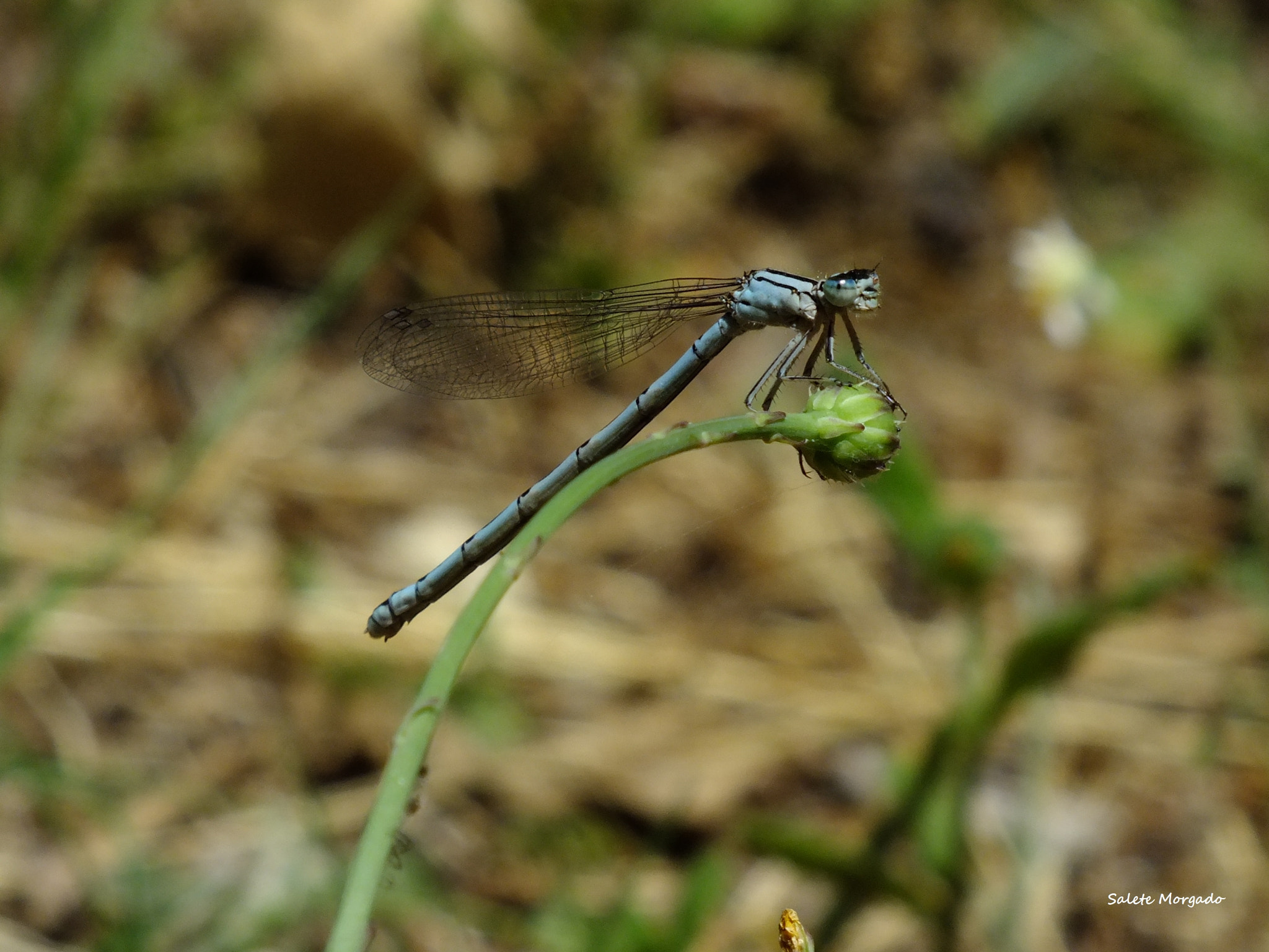 Fujifilm FinePix HS30EXR sample photo. Dragonfly photography