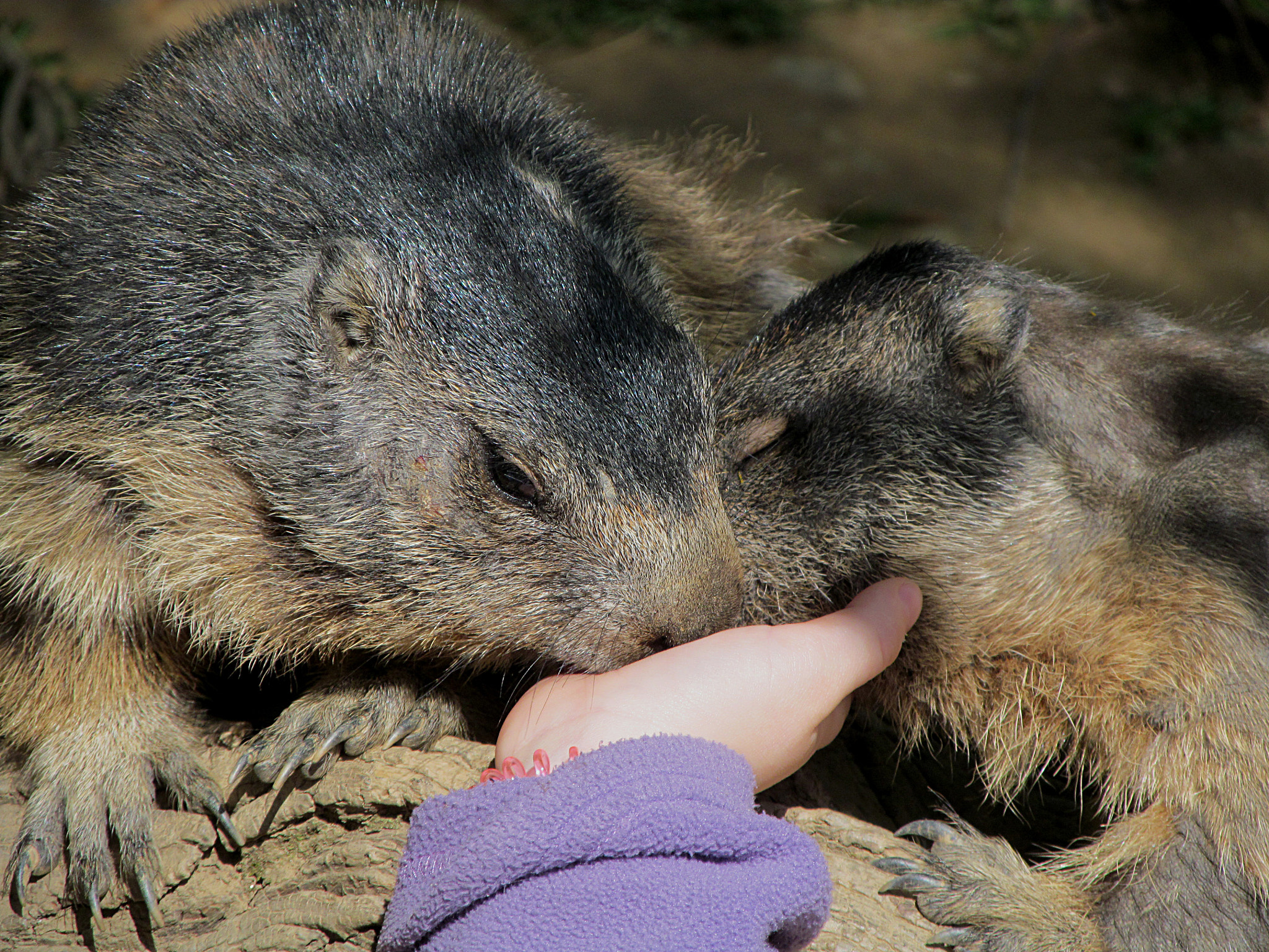 Canon PowerShot SX150 IS sample photo. Cuddly marmots photography