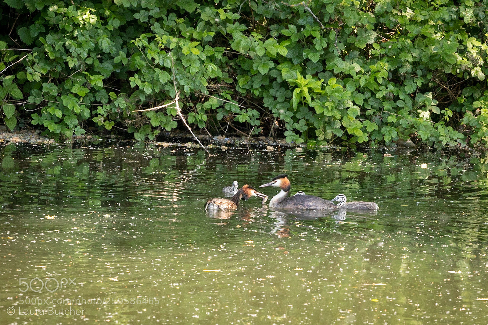 Canon EOS 80D sample photo. Grebe family photography