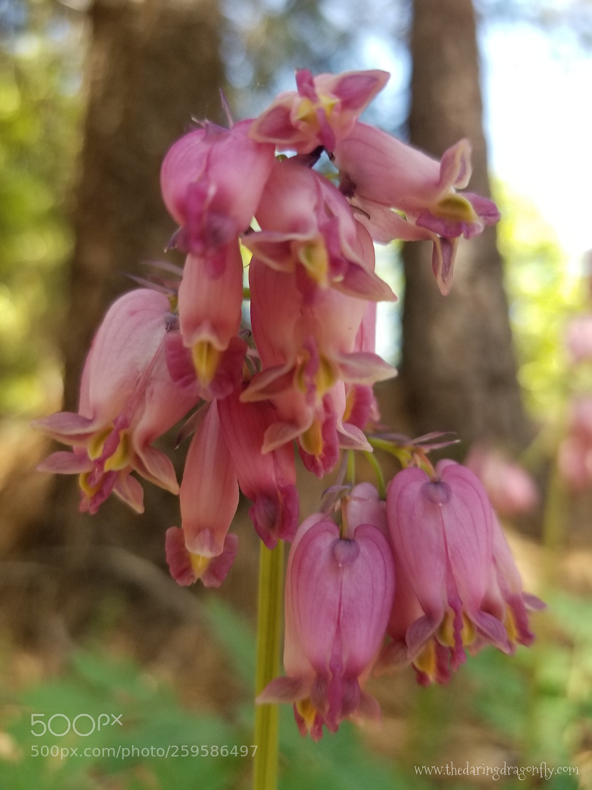 Samsung Galaxy S8+ sample photo. Pink wildflowers photography