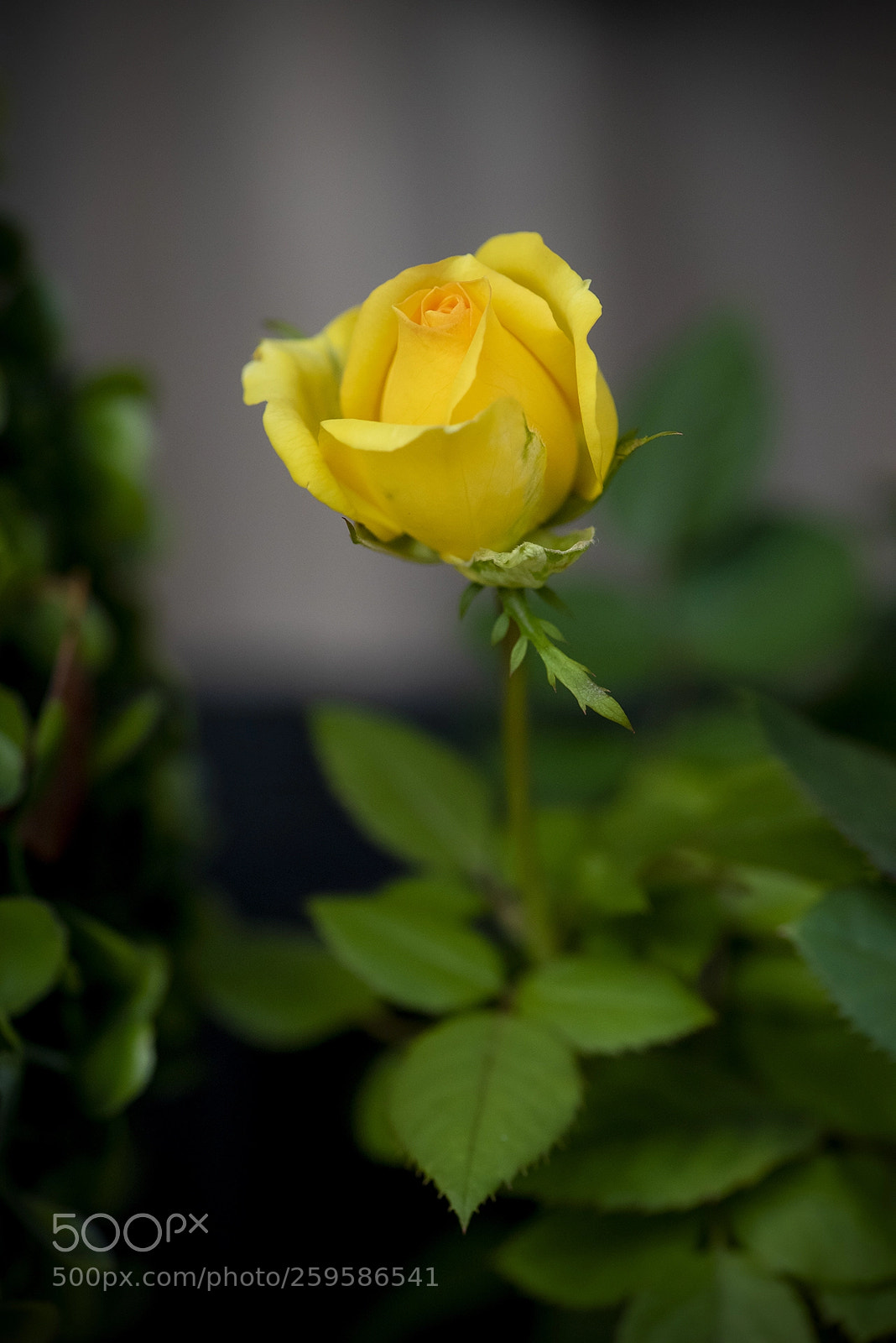 Nikon D810 sample photo. Le jaune photography