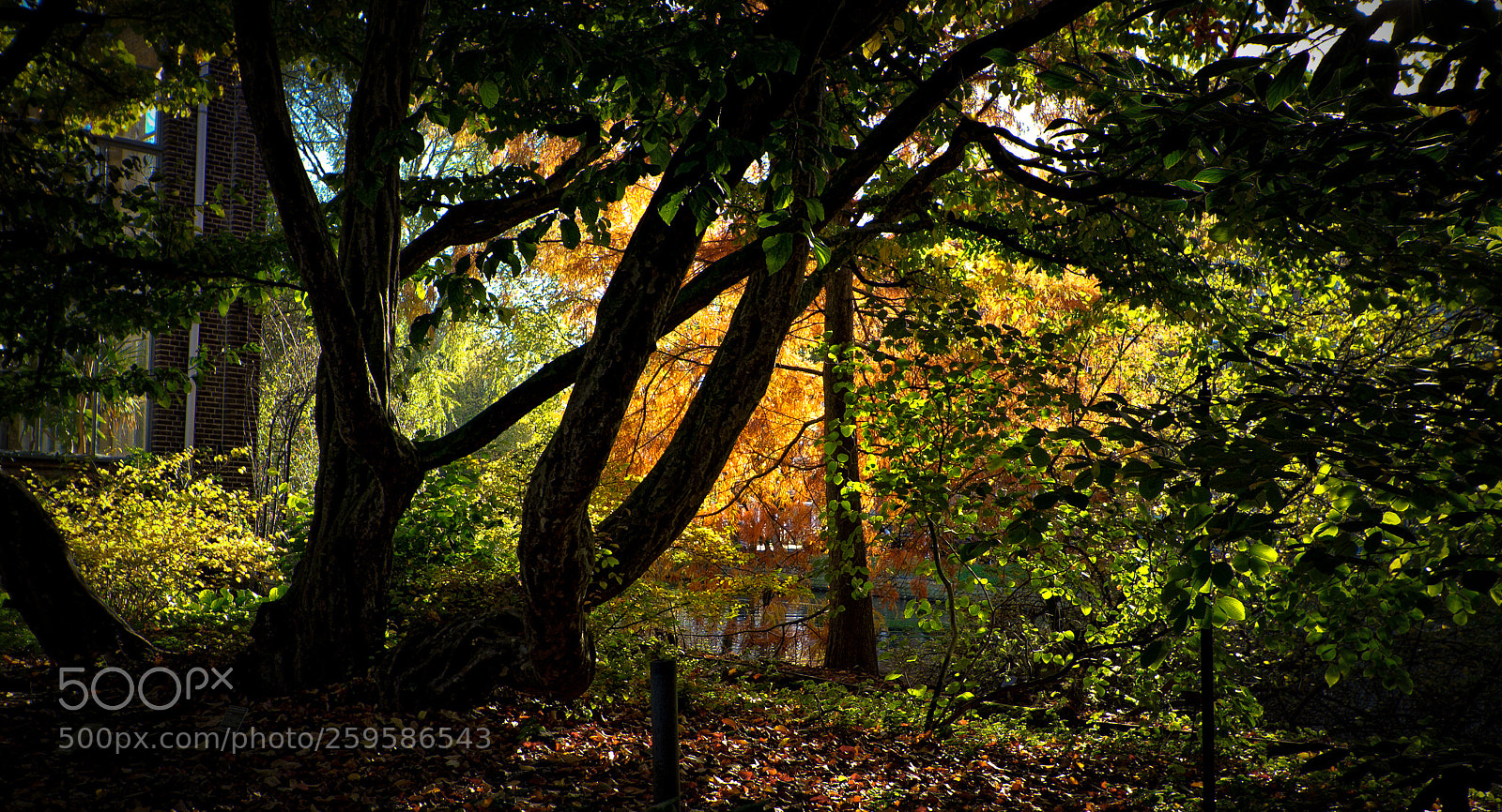 Canon EOS 7D sample photo. Amsterdam botanic garden photography