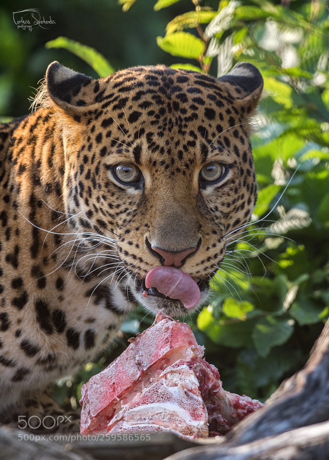 Nikon D750 sample photo. The javan leopard panthera photography