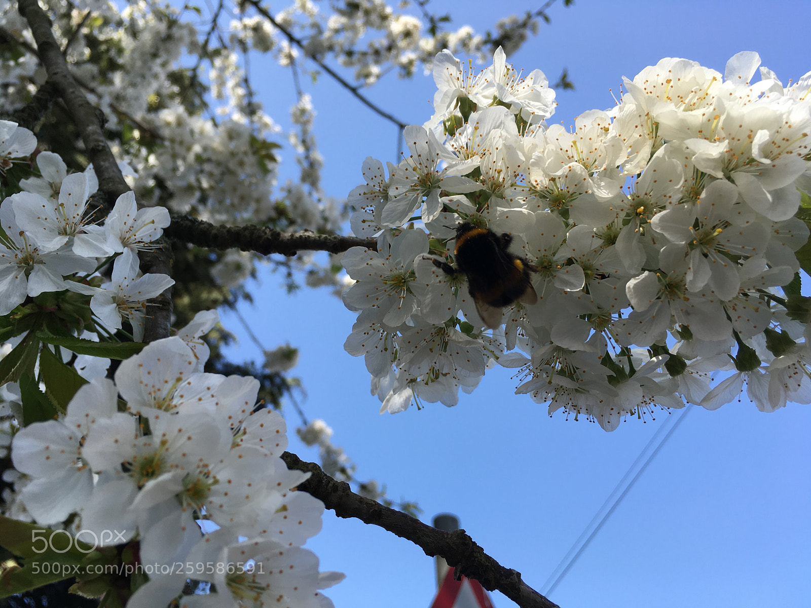 Apple iPhone SE sample photo. Busy little bee photography