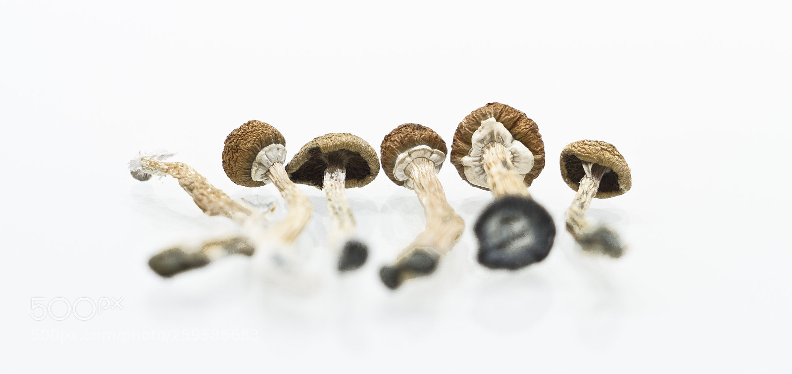 Canon EOS 7D sample photo. Magic mushroom photography